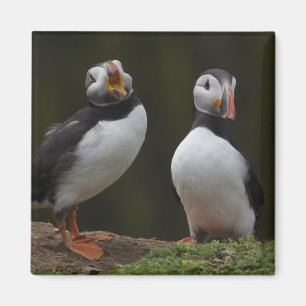 Imán Love Song Puffins
