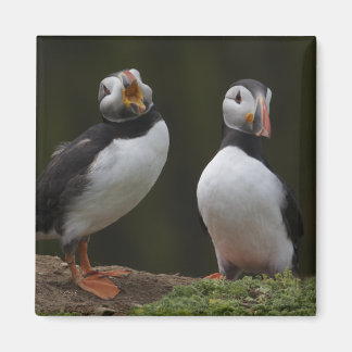 Imán Love Song Puffins