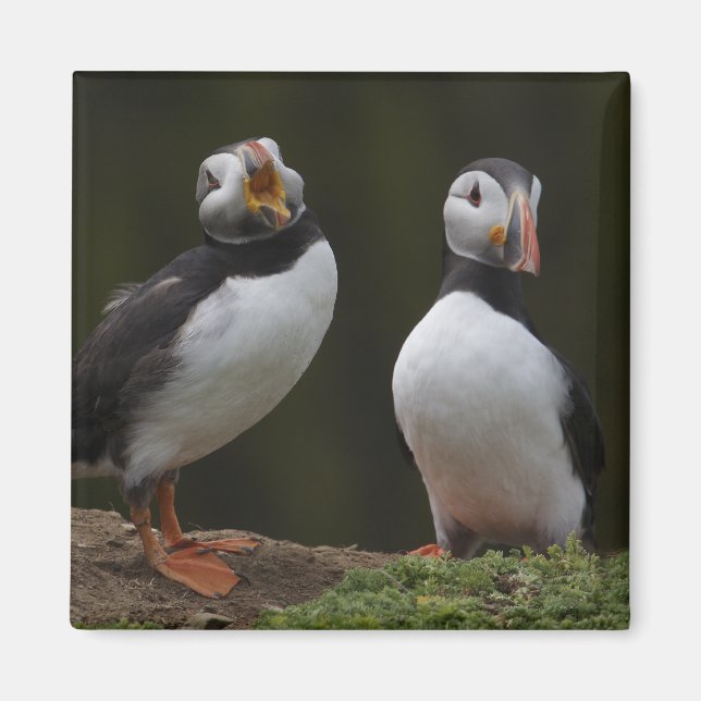 Imán Love Song Puffins (Frente)