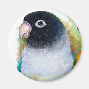 Imán lovebird Negro-enmascarado