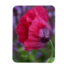 Imán Lovely Flor de Amapola Rosa y Morada