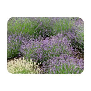 Imán Lovely Lavender