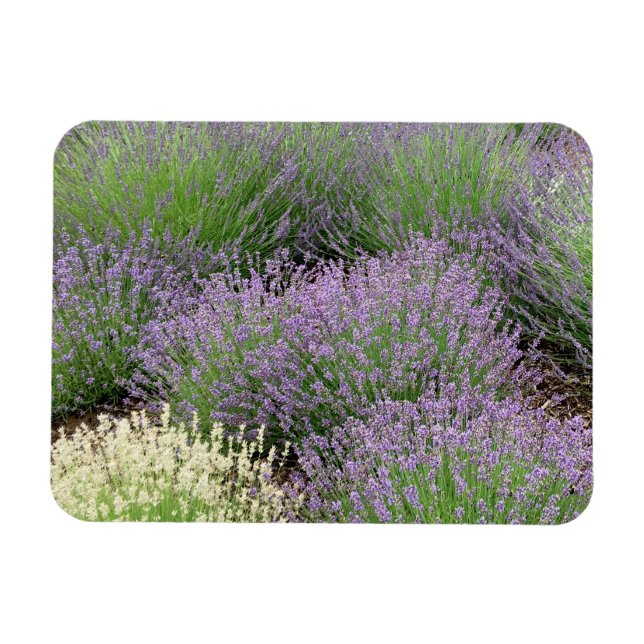 Imán Lovely Lavender (Horizontal)