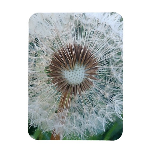 Imán Lovely White Dandelion (Vertical)