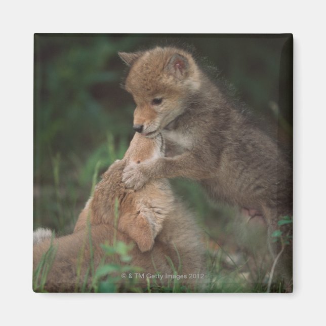 Imán Lucha de Cachorros Coyote (Canis Latrans) (Frente)