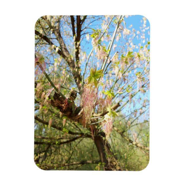 Imán Lugares perdidos , Naturaleza de las mesetas, desp (Vertical)