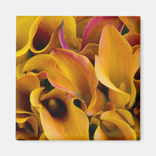 Imán Luminosas y coloridas lámparas de calila en el