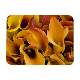 Imán Luminosas y coloridas lámparas de calila en el