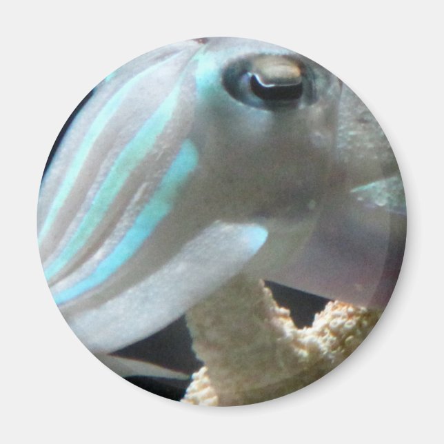 Imán Luminoso Cuttlefish (Frente)