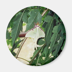 Imán Luna Moth