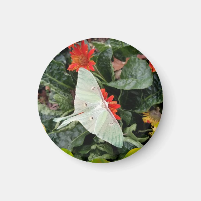 Imán Luna Moth cautivador (Frente)