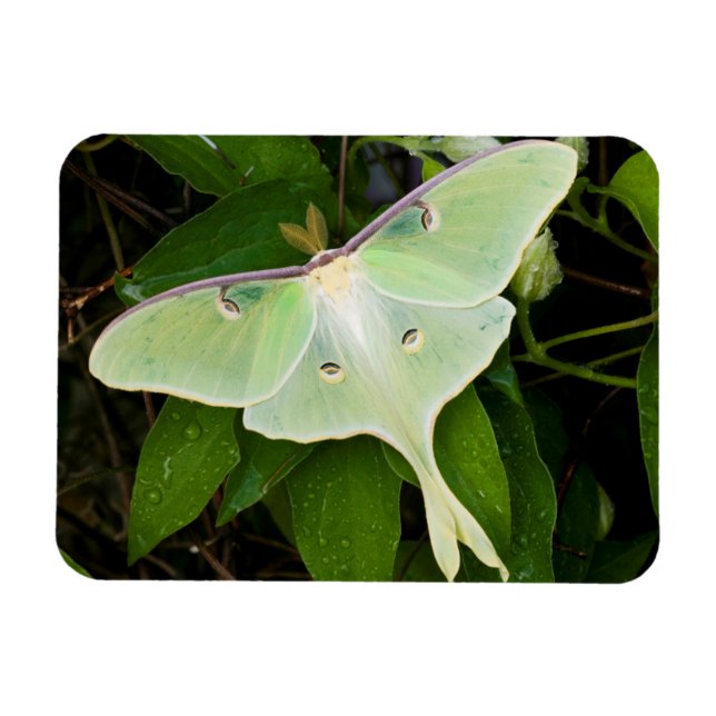 Imán Luna Moth en Carnaby Clematis (Horizontal)