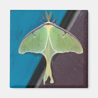 Imán Luna Moth Magnet