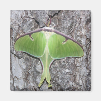 Imán Luna Moth Magnet