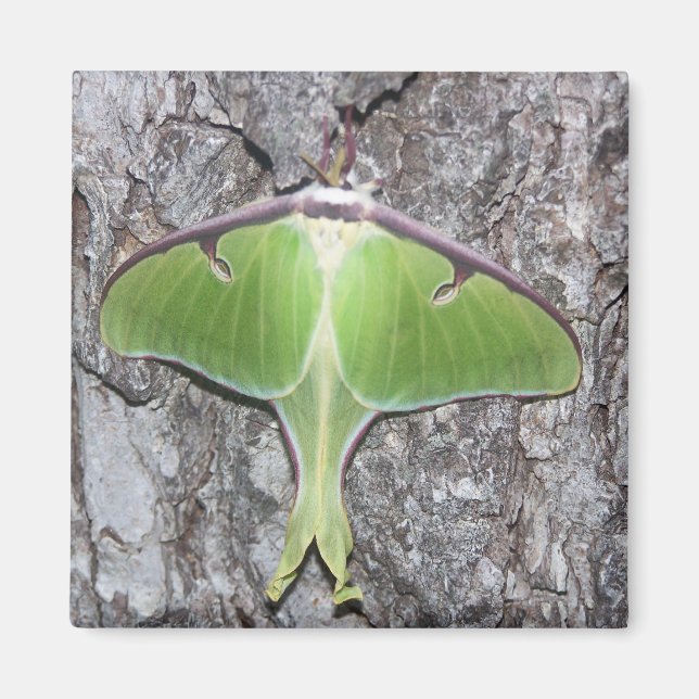 Imán Luna Moth Magnet (Frente)