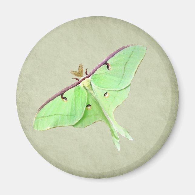 Imán Luna Moth Magnet (Frente)