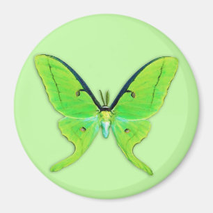 Imán Luna polilla sobre un fondo verde pálido