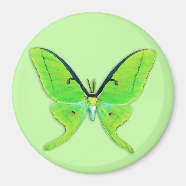 Imán Luna polilla sobre un fondo verde pálido (Frente)