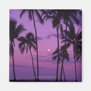 Imán Luna y palmera