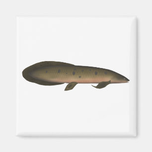 Imán Lungfish australiano