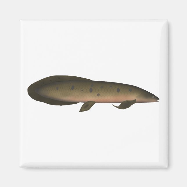 Imán Lungfish australiano (Frente)