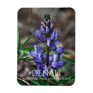 Imán Lupine Ártico, Parque Nacional Denali, Alaska