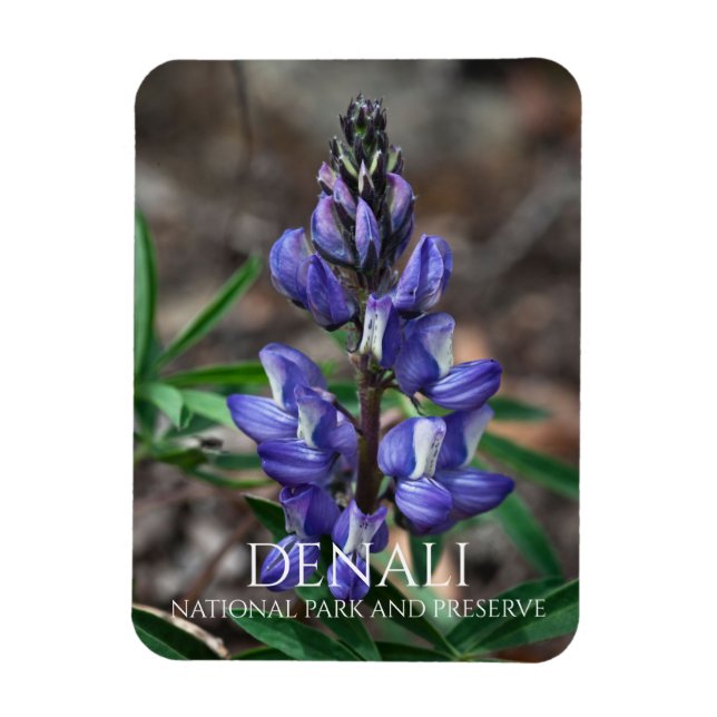 Imán Lupine Ártico, Parque Nacional Denali, Alaska (Vertical)