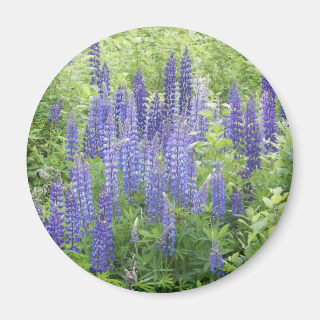 Imán Lupine salvaje (Frente)