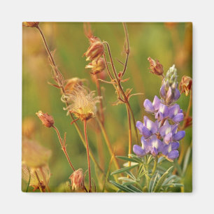 Imán Lupine y flores silvestres Prairie Smoke en Montan