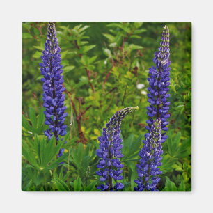 Imán Lupines