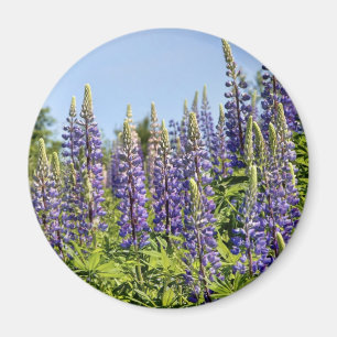 Imán Lupines