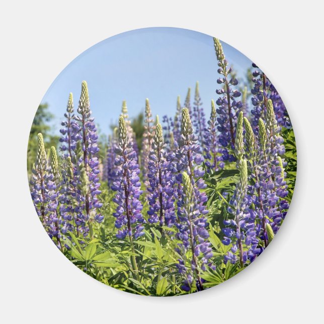 Imán Lupines (Frente)