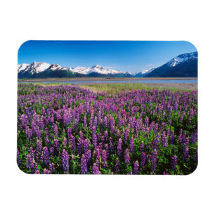 Imán Lupines en flor Montañas Kenai, Alaska