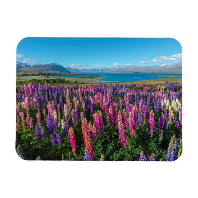 Imán Lupines rusos en el lago Tekapo | Nueva Zelanda (Horizontal)