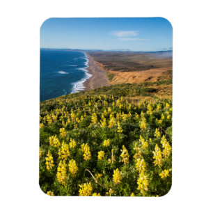 Imán Lupino Amarillo Sobre la Playa Point Reyes En Poin