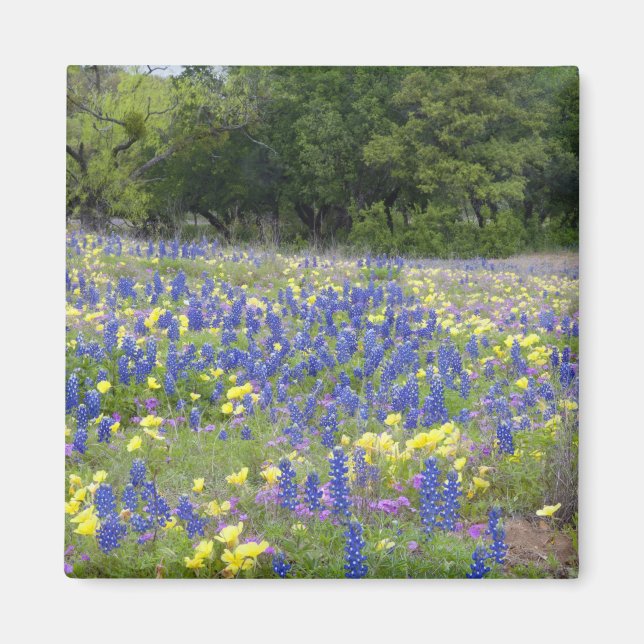 Imán Lupinos azules, prímula y flox (Frente)