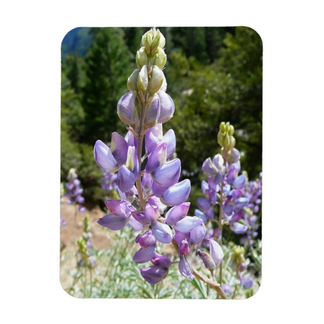 Imán Lupinos de montaña en Yosemite (Vertical)