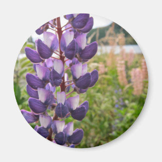 Imán Lupins púrpura