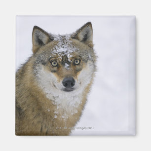 Imán Lupus de Canis, mirando la cámara, Alemania,