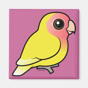 Imán Lutino Peach-face Lovebird