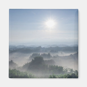 Imán Luz del sol brillante en los árboles de bambú el