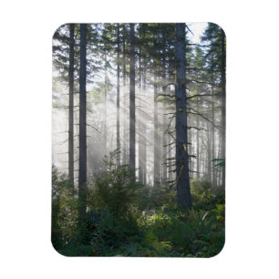 Imán Luz del sol que se rompe a través de un bosque