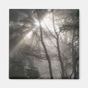 Imán Luz solar a través de árboles Bosque oscuro