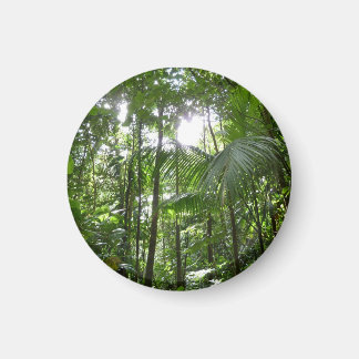 Imán Luz solar a través de la selva tropical con cubier