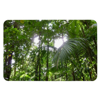 Imán Luz solar a través de la selva tropical con cubier