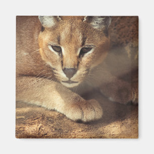 Imán Lynx