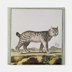 Imán Lynx canadiense