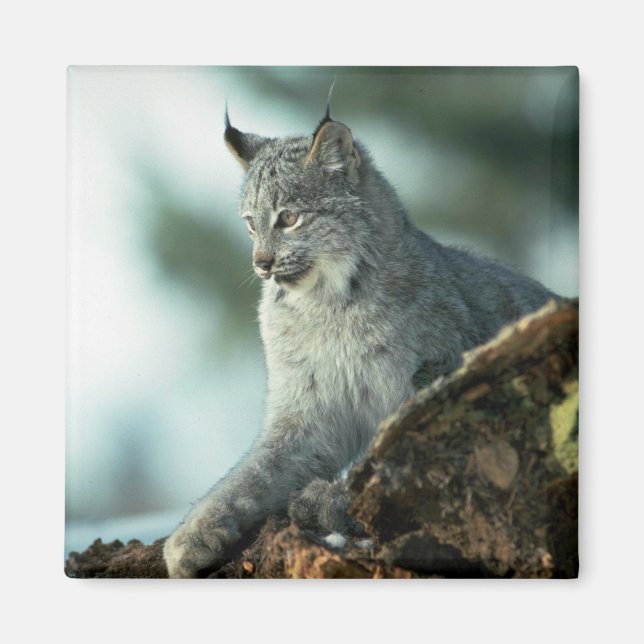 Imán lynx de Canadá (Frente)