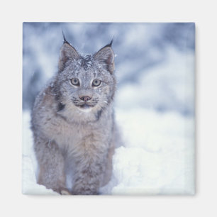 Imán Lynx en la nieve en las estribaciones