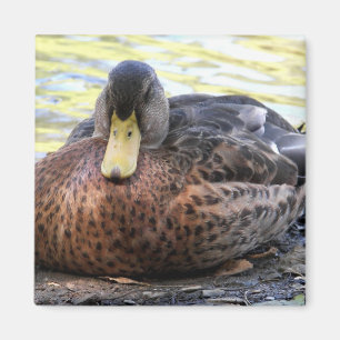 Imán Lynx Lake Waterfowl